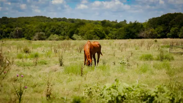 000 Fm 308, Milford, TX 76670