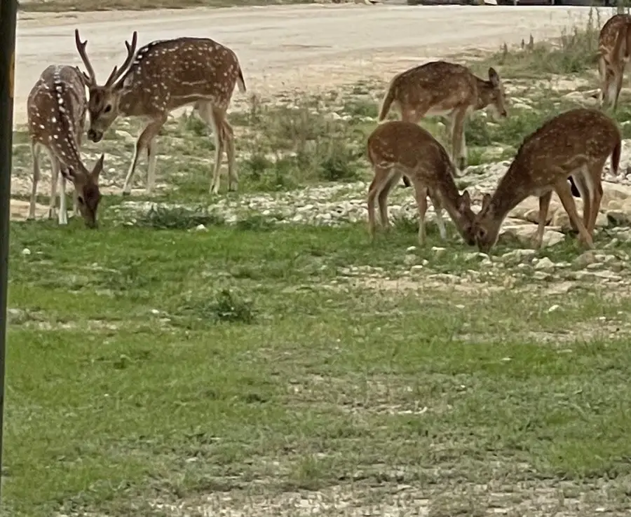 829 Tejas Trail, Bandera, TX 78003 - #2