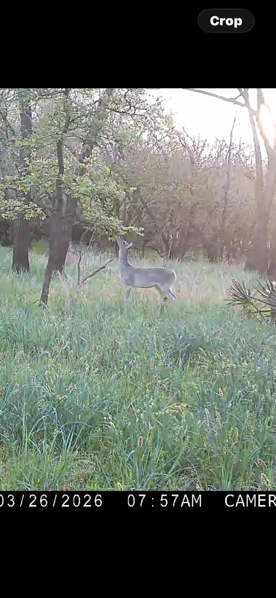 none T.b.d. C.r. 386, Marquez, TX 77865 - #2