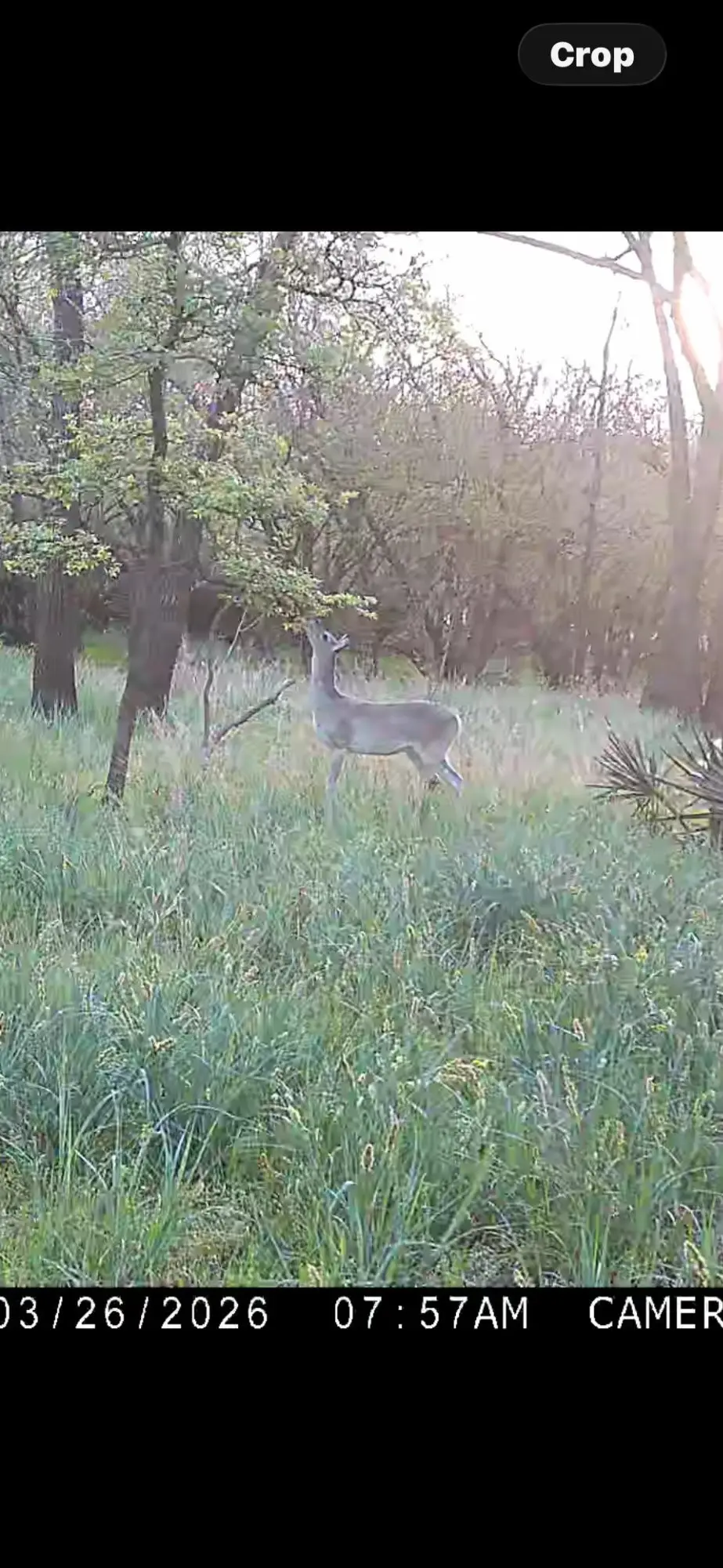 none C.r. 386, Marquez, TX 77865 - #1