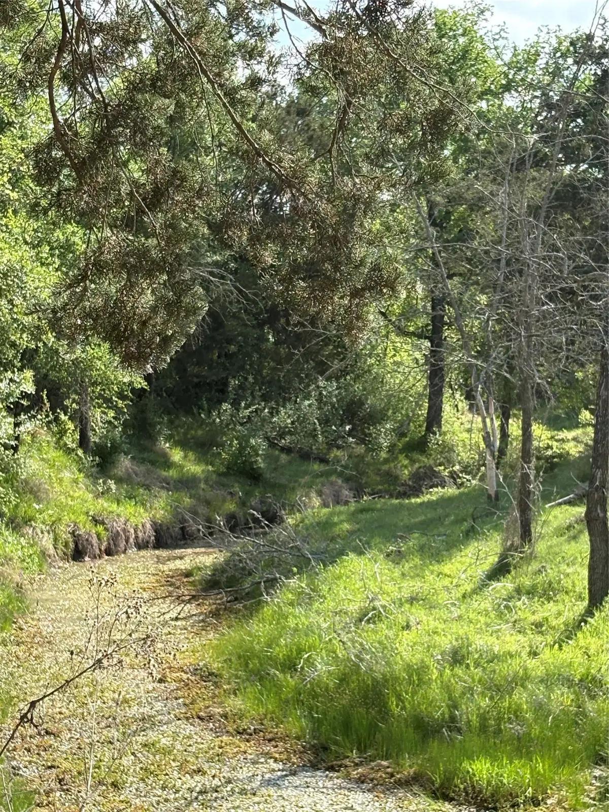 TBD Whitetail Springs Lane, Gustine, TX 76455 - #1