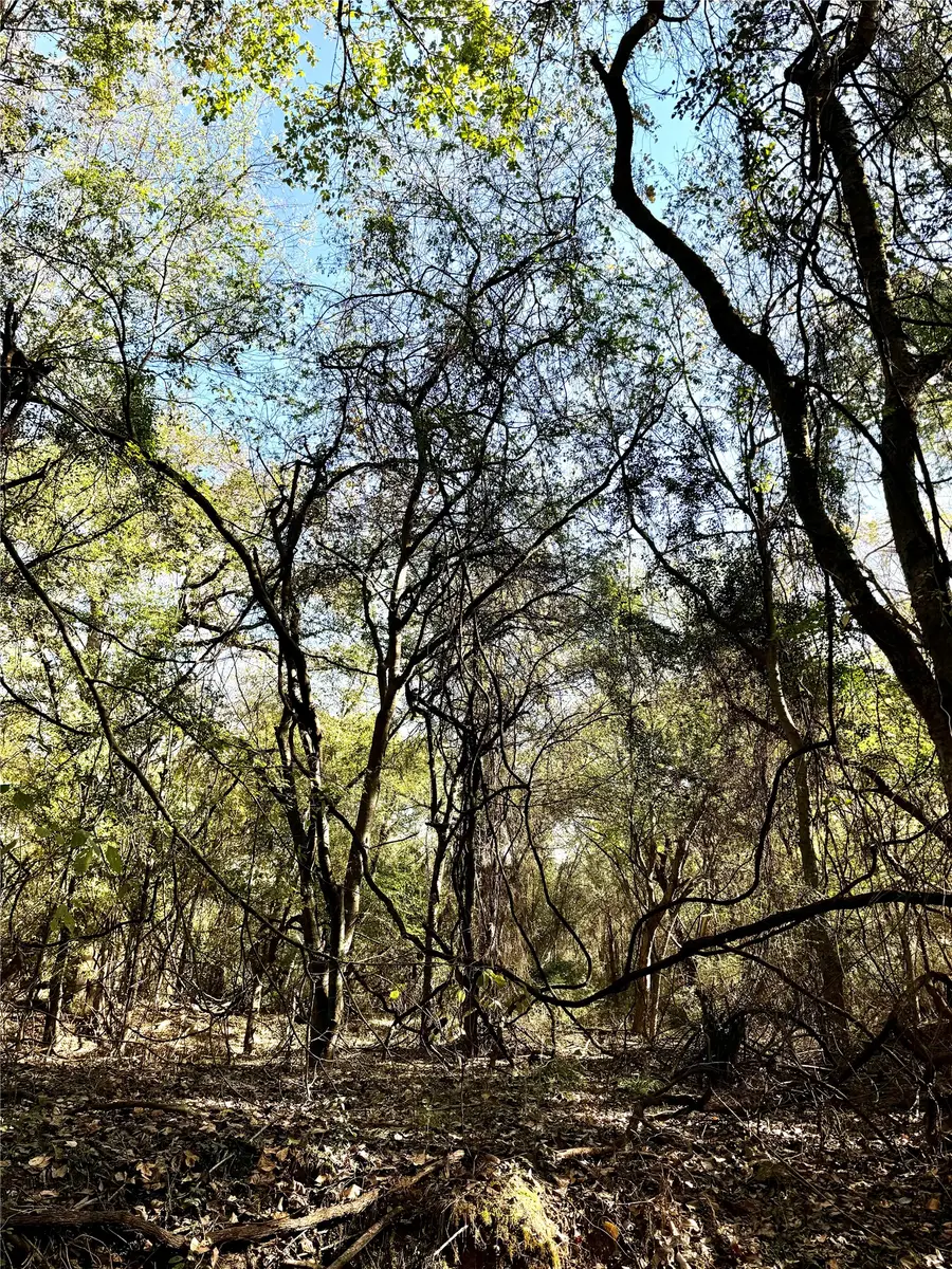 42 Acres County Road 2400, Pickton, TX 75471 - #3