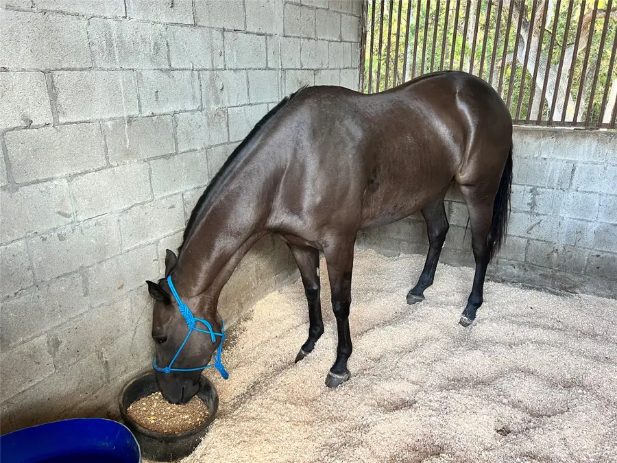 1327 County Road 3702, Quinlan, TX 75474 - #3