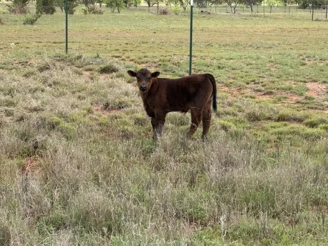 2221 Lemons Gap Road, Ovalo, TX 79541 - #2