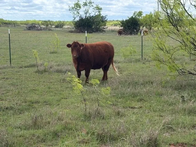 2221 Lemons Gap Road, Ovalo, TX 79541 - #3