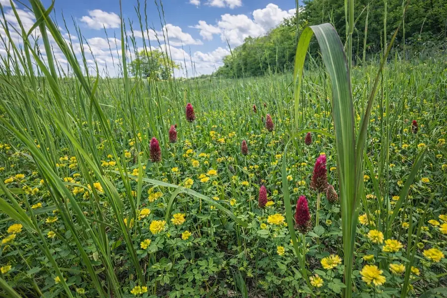 TBD Fm 2966, Quitman, TX 75783 - #2