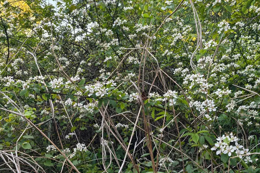 TBD Fm 2966, Quitman, TX 75783 - #3