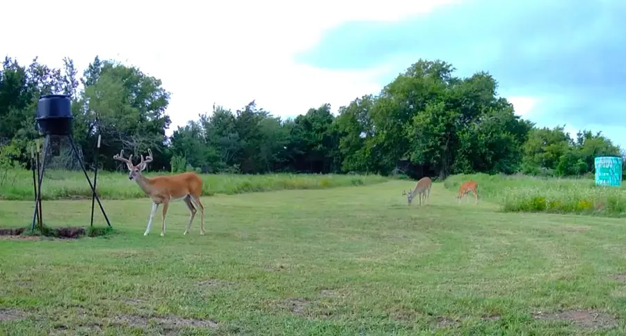 1408 Fm 3119, Mexia, TX 76667 - #3