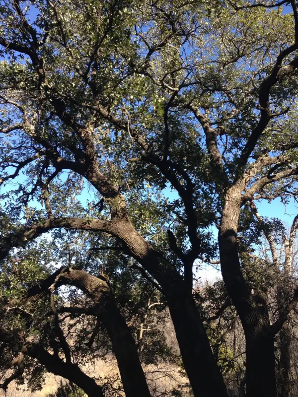 Lot 694 Balcones Lane, Possum Kingdom Lake, TX 76449