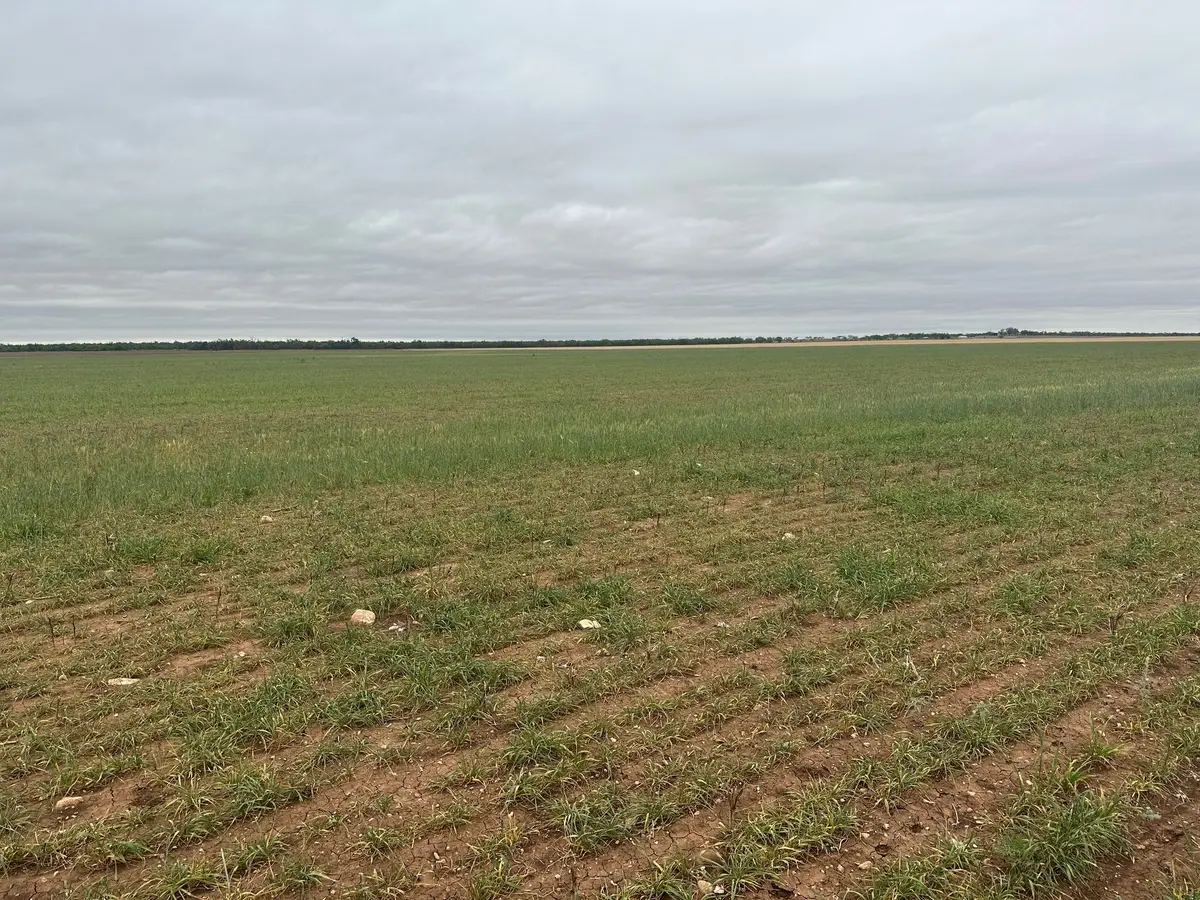 TBD Fm126( Tract 2 ) Merkel, Tx 79536, Merkel, TX 79536 - #1