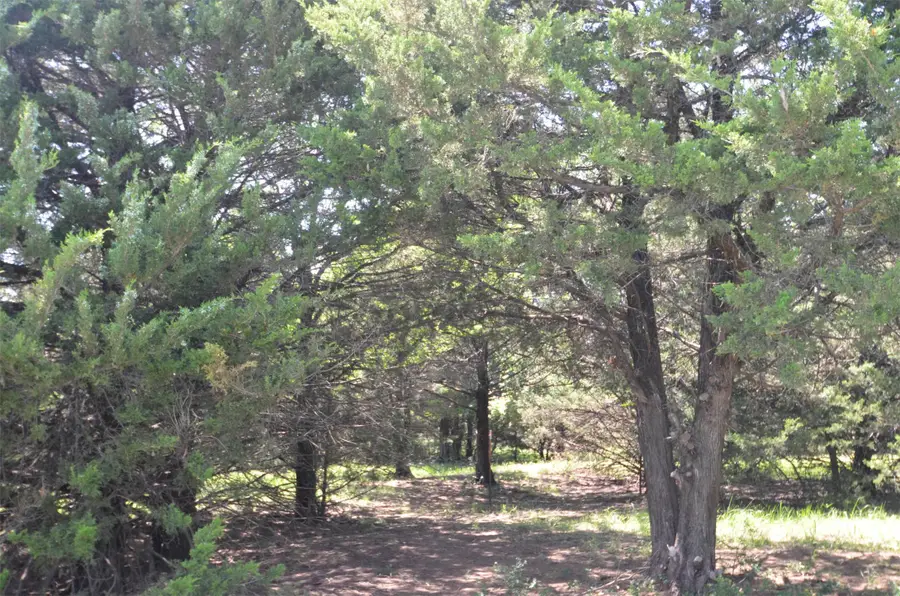 21.543 Acres W Fm 120 Highway, Pottsboro, TX 75076 - #3