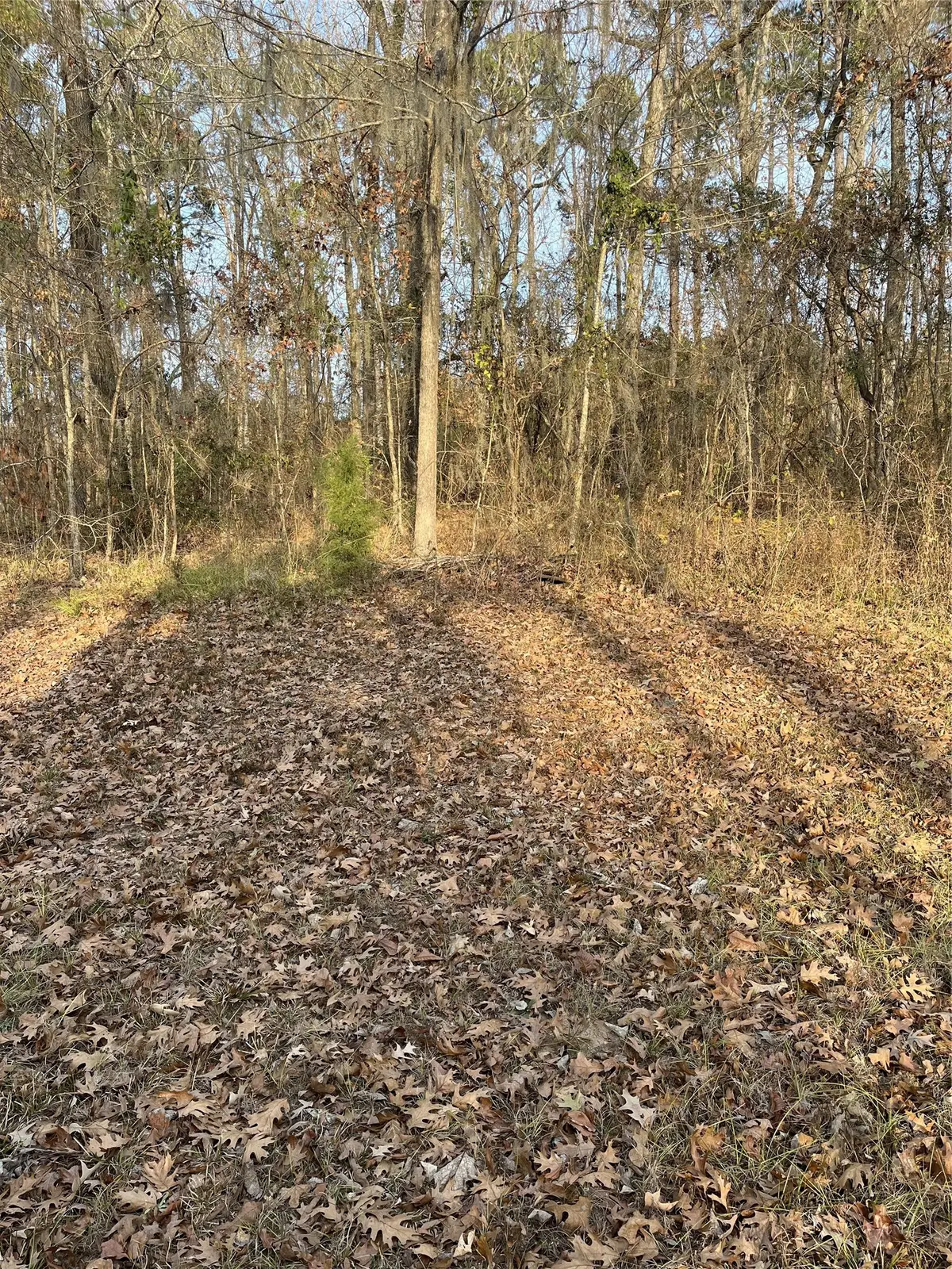0 Sheriff Bailey Rd, Goldonna, LA 71031 - #1