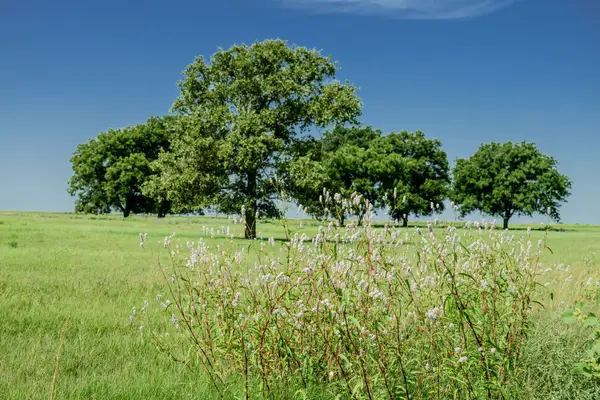 001 W Pleasant Valley Road, Henrietta, TX 76230