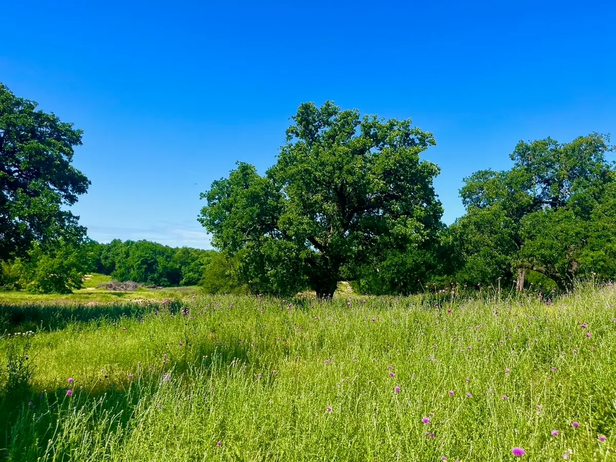 Lot 69 Kilkenny Road, Poolville, TX 76487 - #1