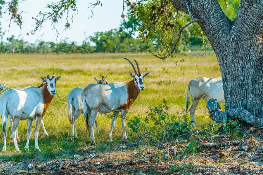 Lot 168 E Starview Cove, Blanco, TX 78606 - #3
