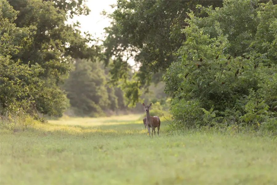 10371 State Hwy 148, Jacksboro, TX 76458 - #2