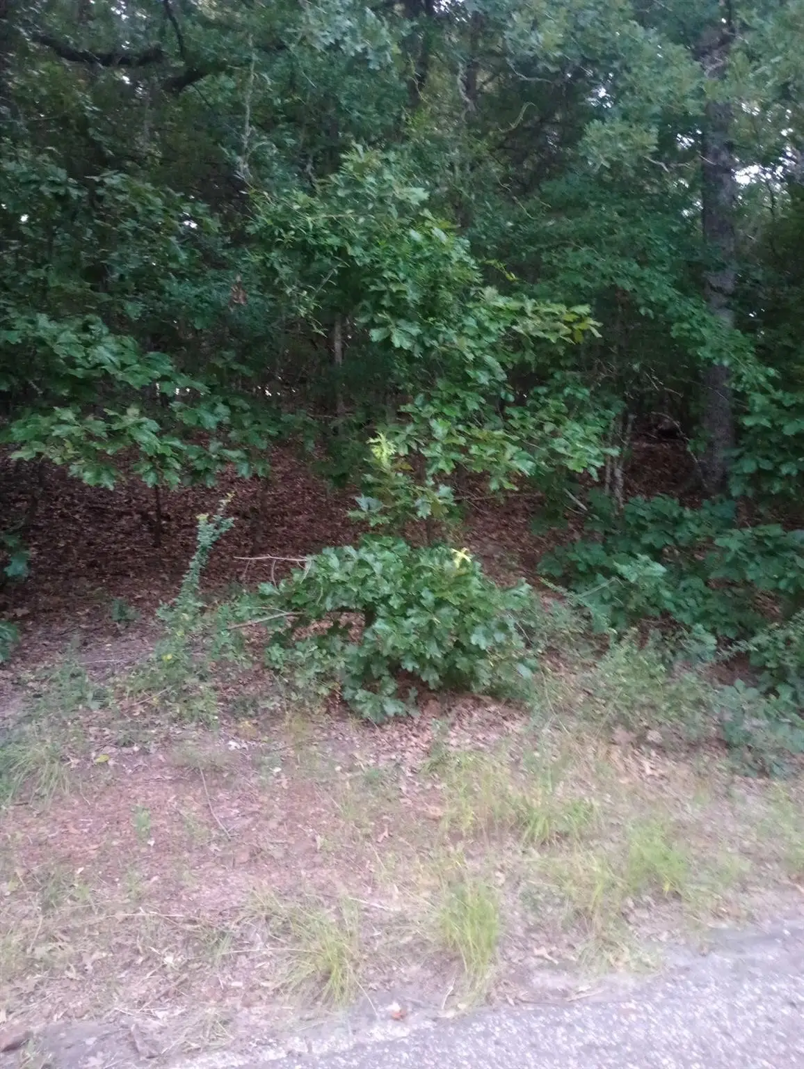 0000 Wildwood, Murchison, TX 75778 - #1
