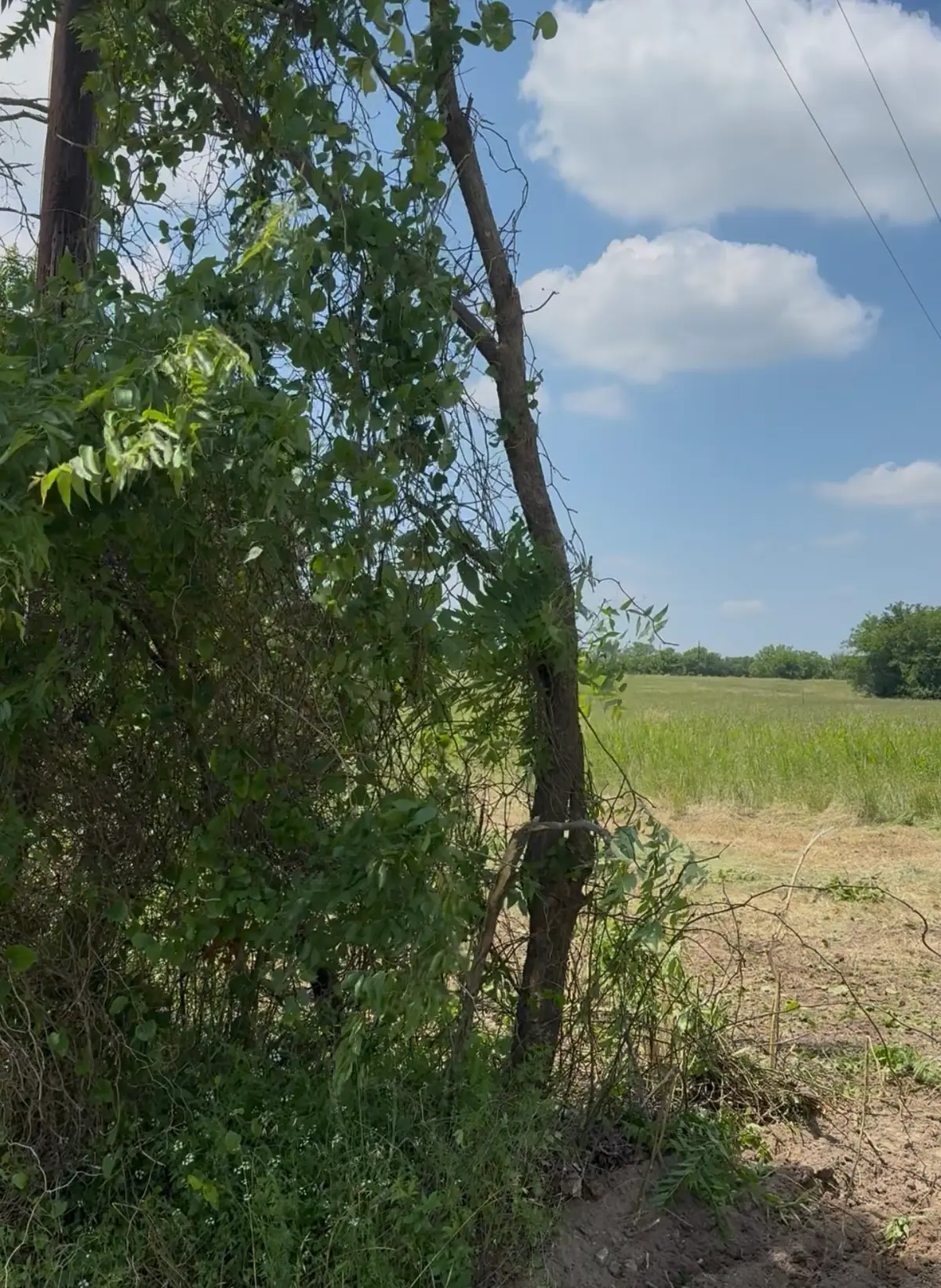 Lot 1 County Road 308, Terrell, TX 75161 - #1