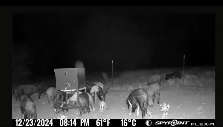 TBD Georgia Pass, Desdemona, TX 76445 - #2