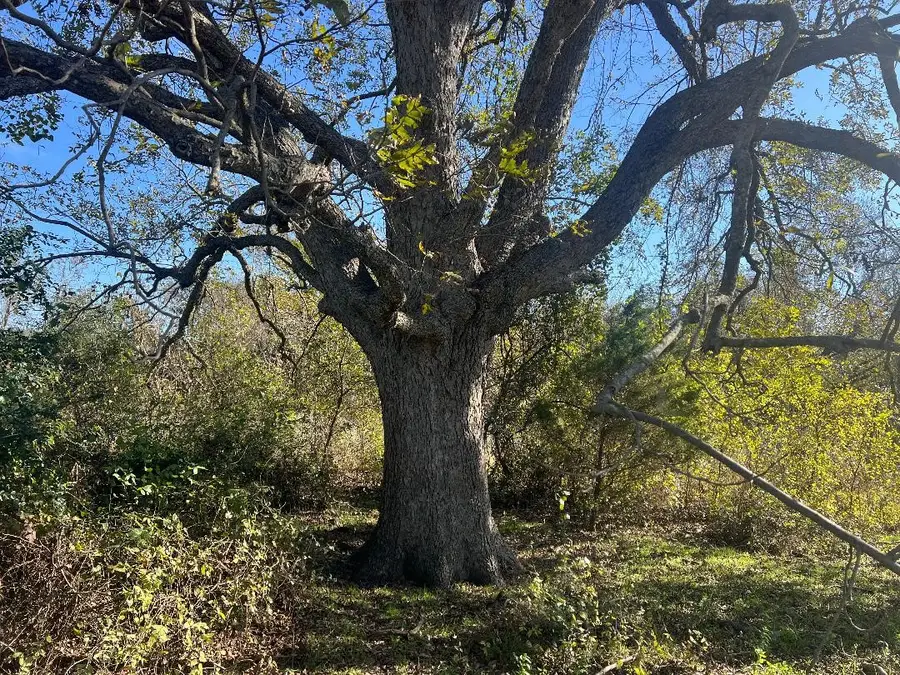 0000 Lcr 454, Groesbeck, TX 76642 - #3