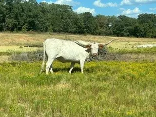 0 County Road 1790, Sunset, TX 76270