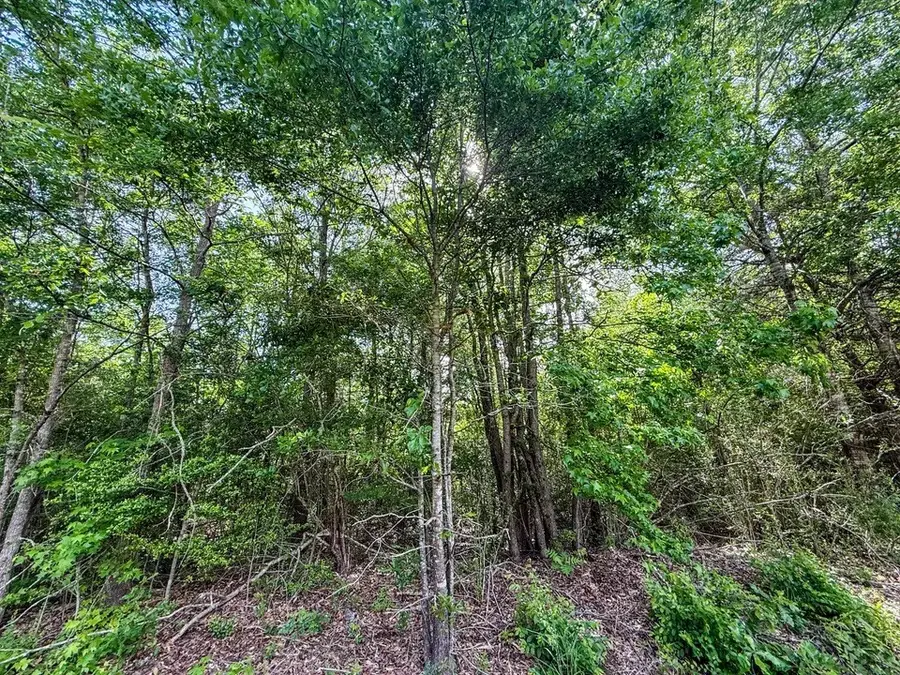 TBD White Oak Rd, Gladewater, TX 75647 - #2