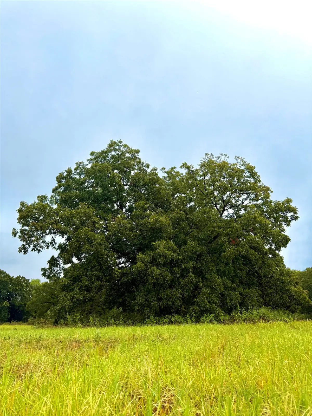 TBD Tract D Fm 513 Tx, Point, TX 75453 - #1