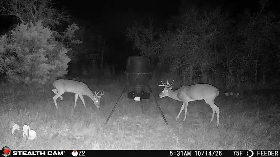 3594 Fm-8, Gorman, TX 76454 - #3