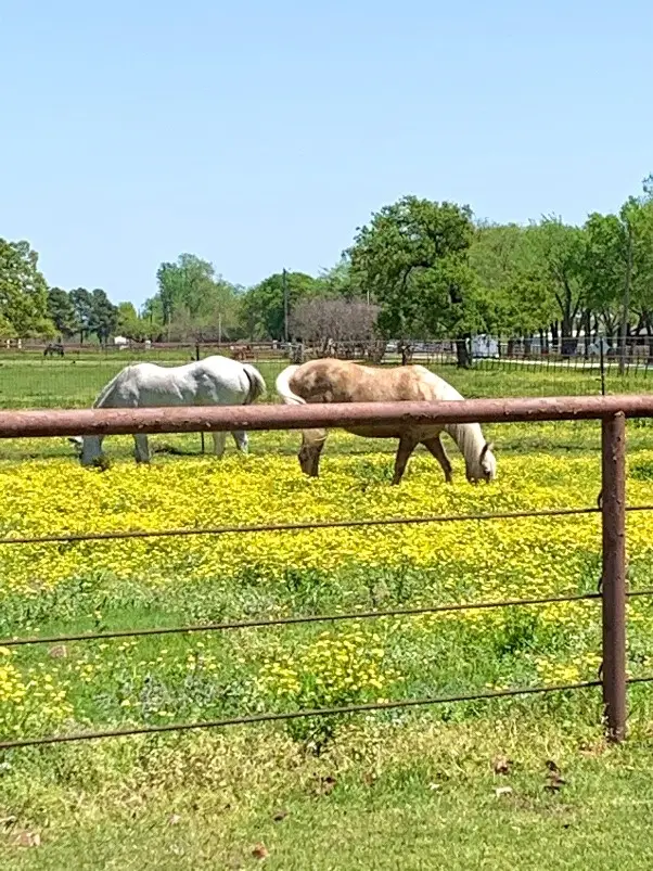 10145 Friendship Road, Pilot Point, TX 76258 - #2