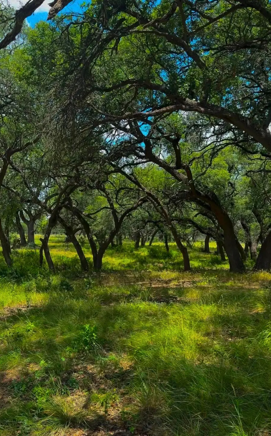Lot 26 Swiss Ranch Rd, Round Mountain, TX 78663 - #3