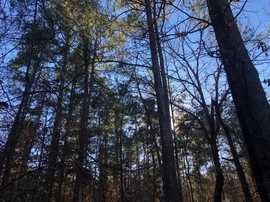 0 Highway 160, Plain Dealing, LA 71064 - #3