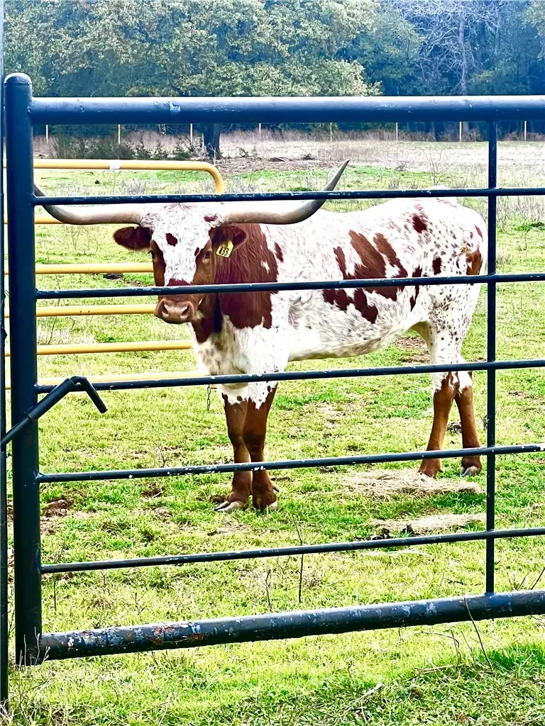 TBD Sam Bass Road, McGregor, TX 76657 - Image #2