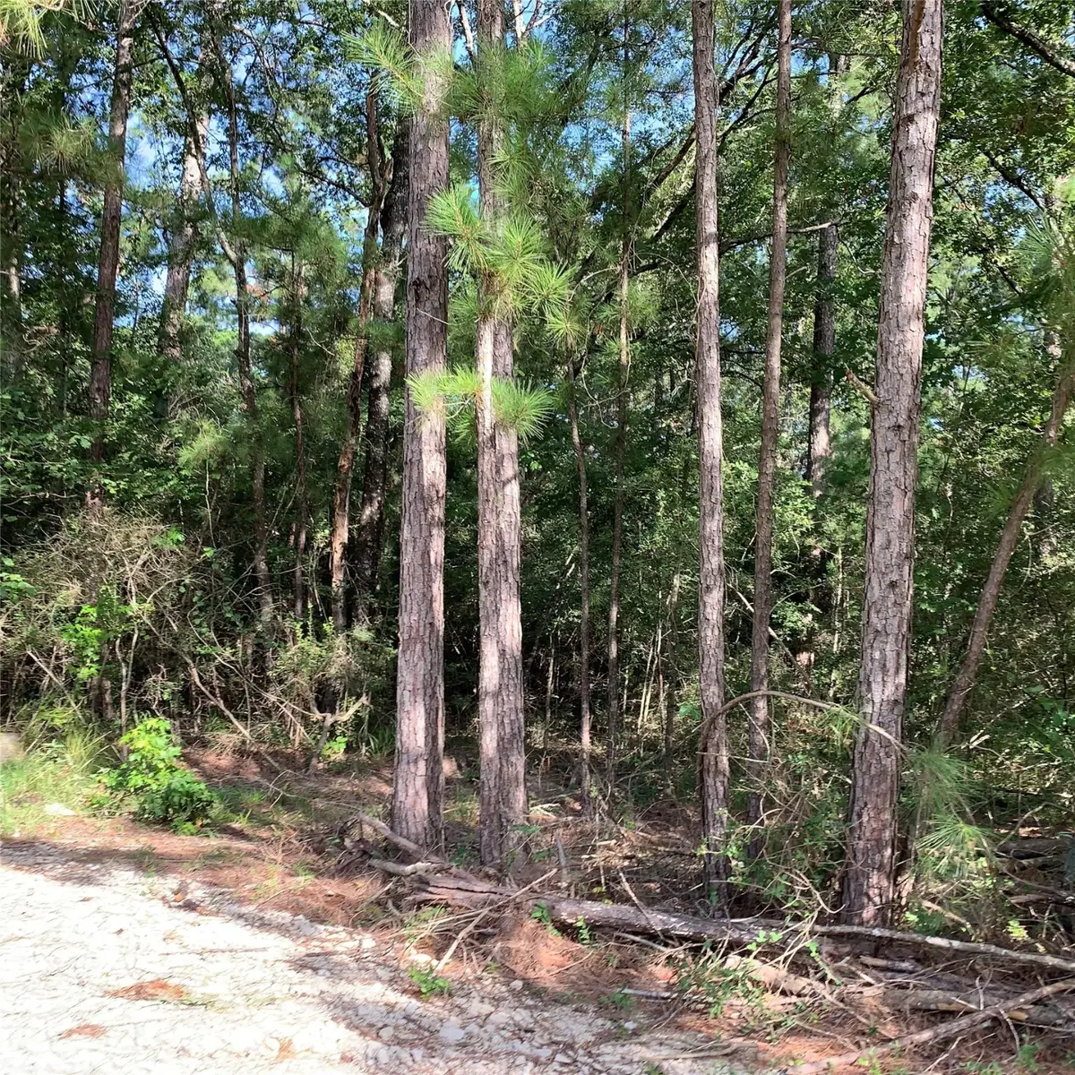 TBD Hard Rock Ln Drive, Trinity, TX 75862 - #1