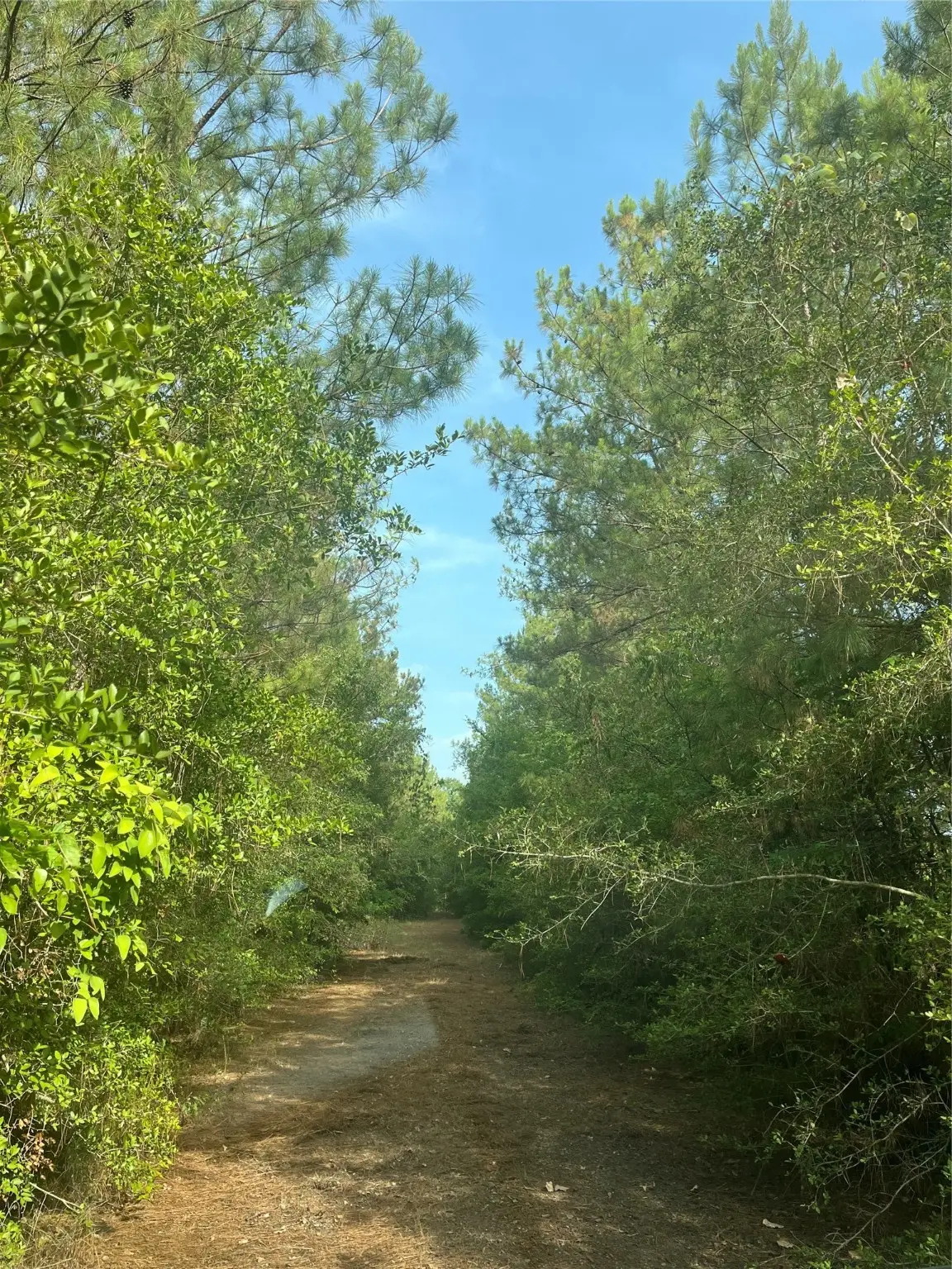 12931 Hickory Branch Lane, Plantersville, TX 77363 - Image #1