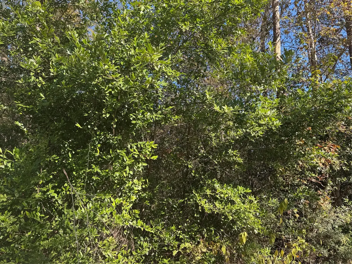 TBD Lakeview Lane, Shepherd, TX 77371 - Image #1