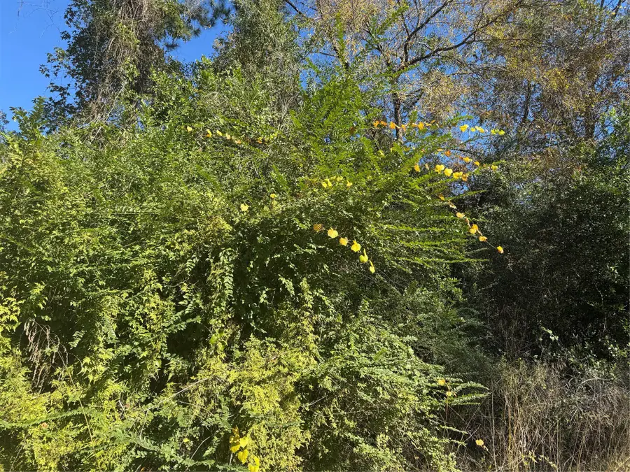 TBD Lakeview Lane, Shepherd, TX 77371 - Image #3