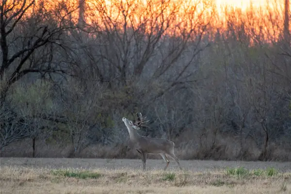 0 Las Brisas Rd, Rio Grande City, TX 78582