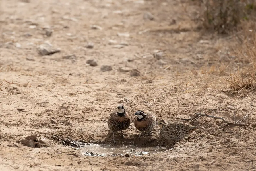 0 Las Brisas Rd, Rio Grande City, TX 78582 - #3