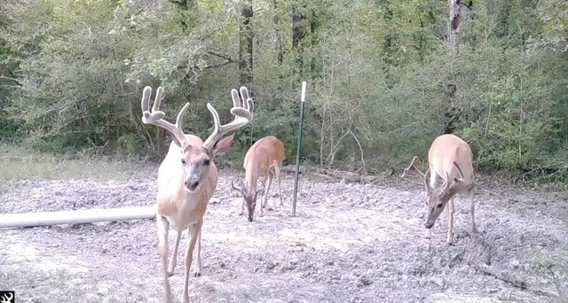 7749 Cr 4200, Pennington, TX 75856 - Image #3