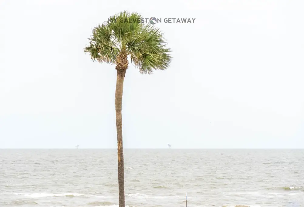 6300 Seawall Boulevard #9214, Galveston, TX 77551 - Image #1