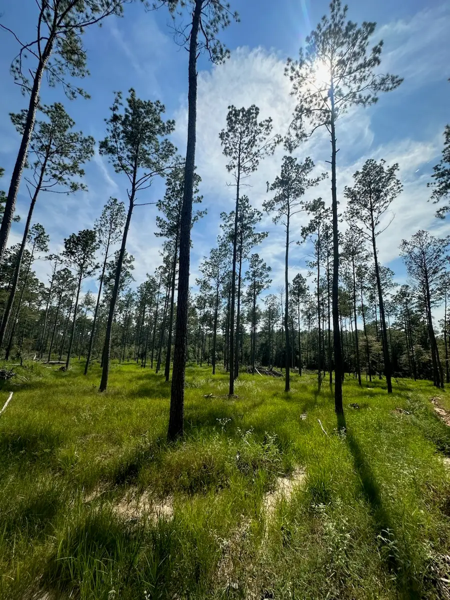 tbd Co Rd 4455, Hillister, TX 77624 - Image #2