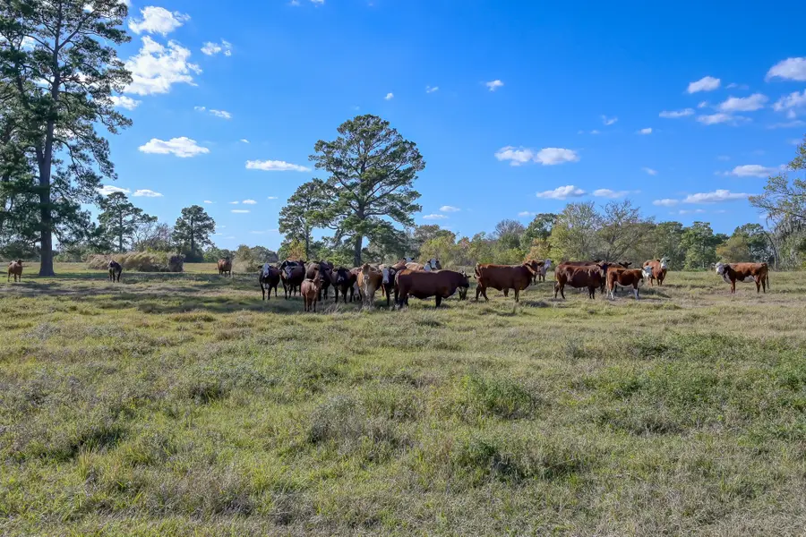 280 ACRES Spring Branch Road, Montgomery, TX 77316 - Image #2