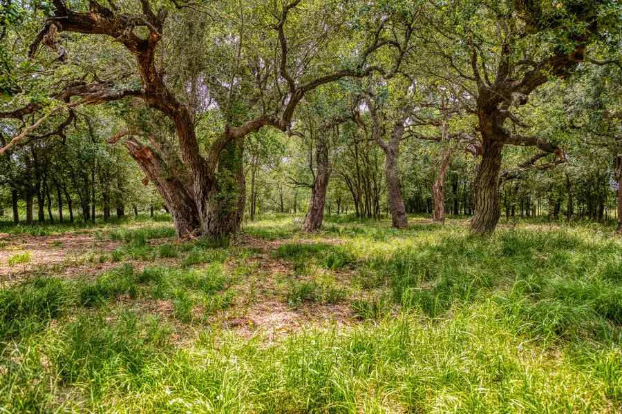 10314 County Road 276, Old River, TX 77878 - Image #3