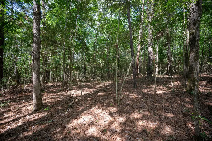 tbd County Road 3610 E, Woodville, TX 75979 - Image #3