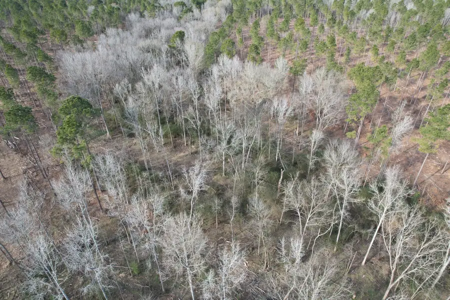 Tract C County Road 4037, Timpson, TX 75975 - Image #2