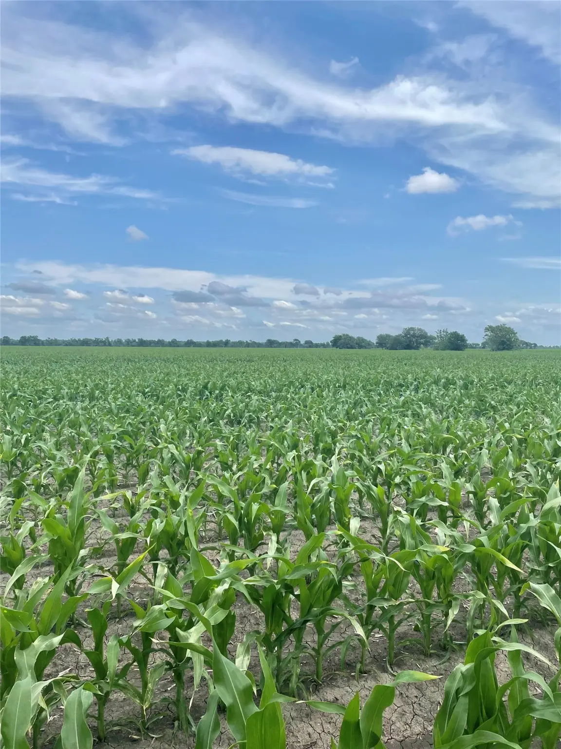 5604 Fm 2431 W, Tidehaven, TX 77456 - Image #1