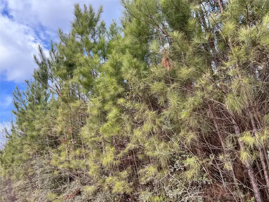 00 Fm 1746, Spurger, TX 77660 - Image #3