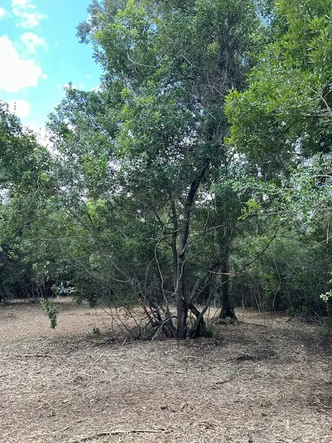 CR 307 Cr 307, Navasota, TX 77868 - Image #2