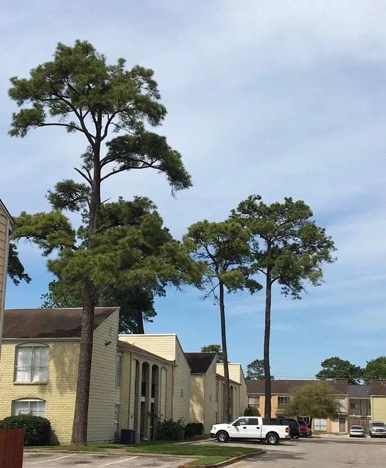 6200 W Tidwell Road #1004, Houston, TX 77092 - Image #3