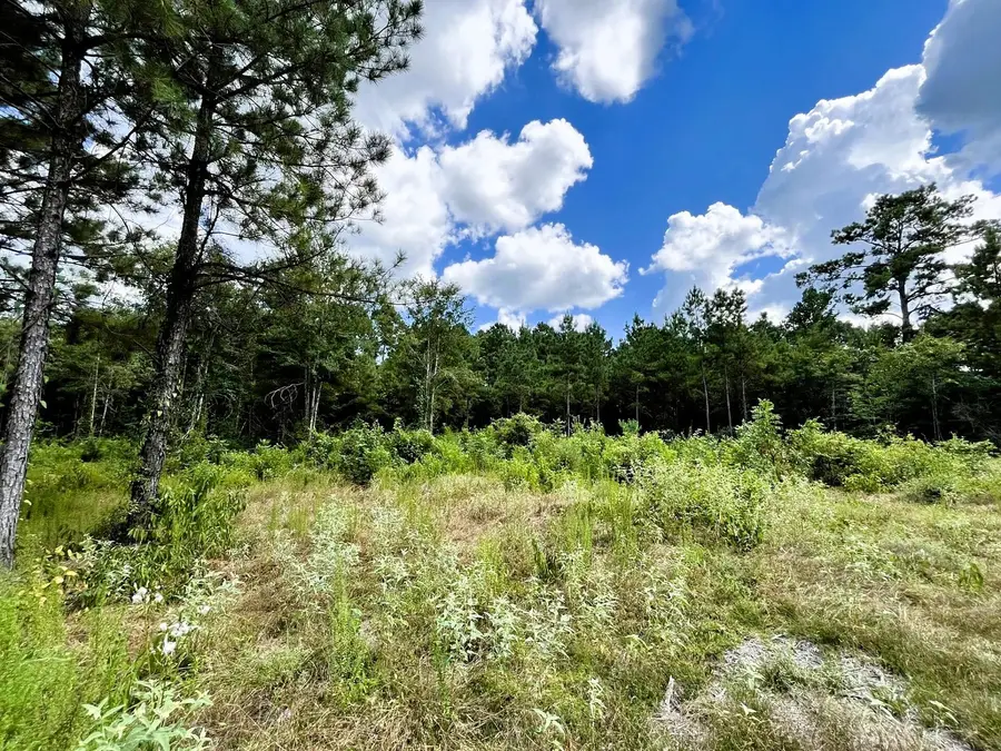 248 County Road 1047, Wiergate, TX 75977 - Image #3